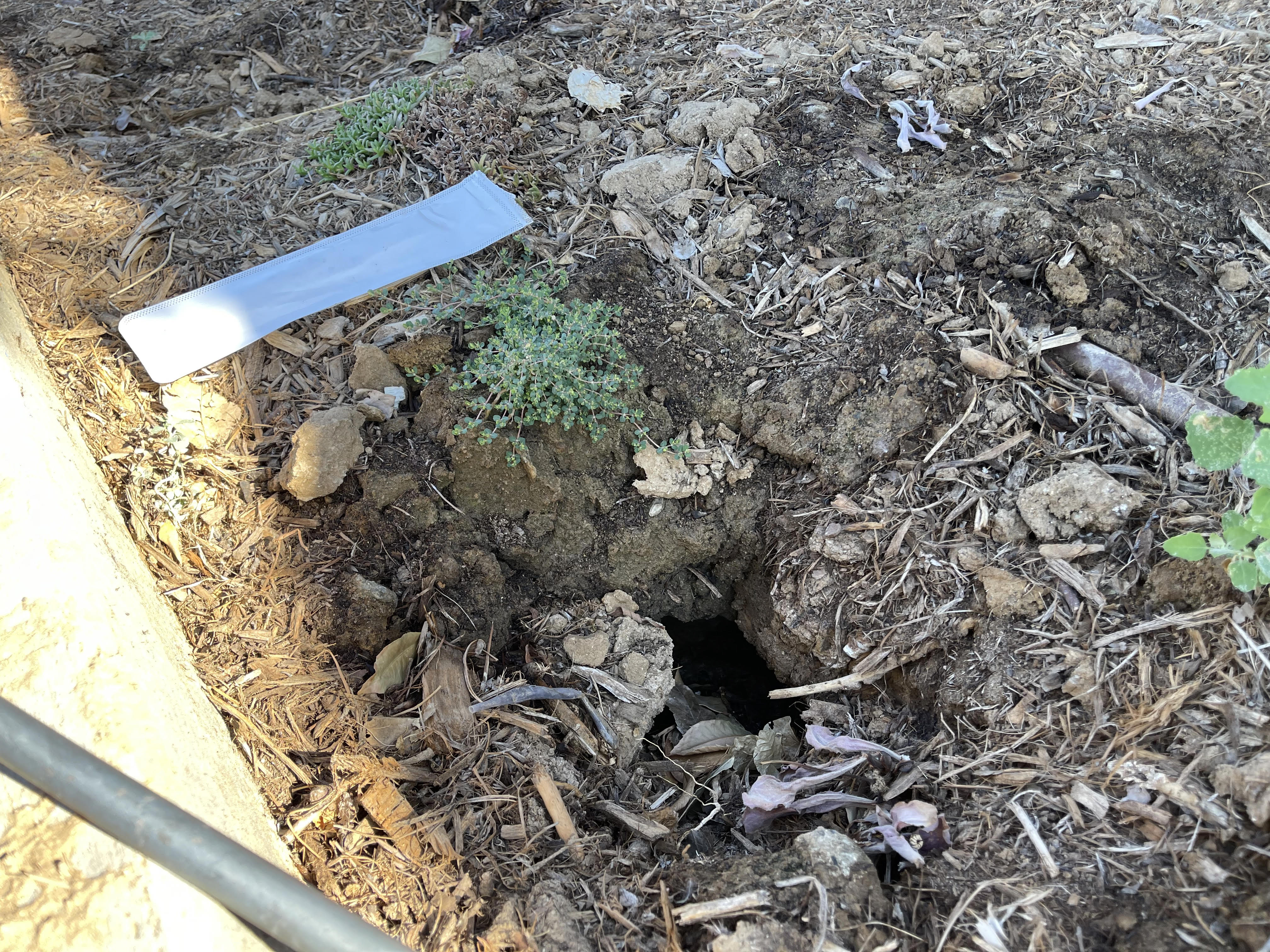 Aloha Gopher and Pest Image